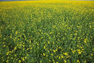 合作生存经营《Saleblazers》上架steam 预定二季度发售