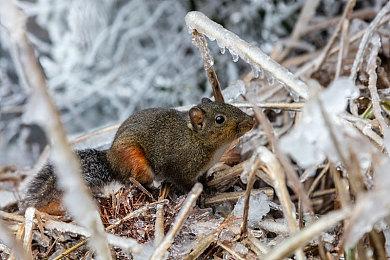 《生化4重制版》M站遭差评轰炸 网友骂配音不满没法偷窥